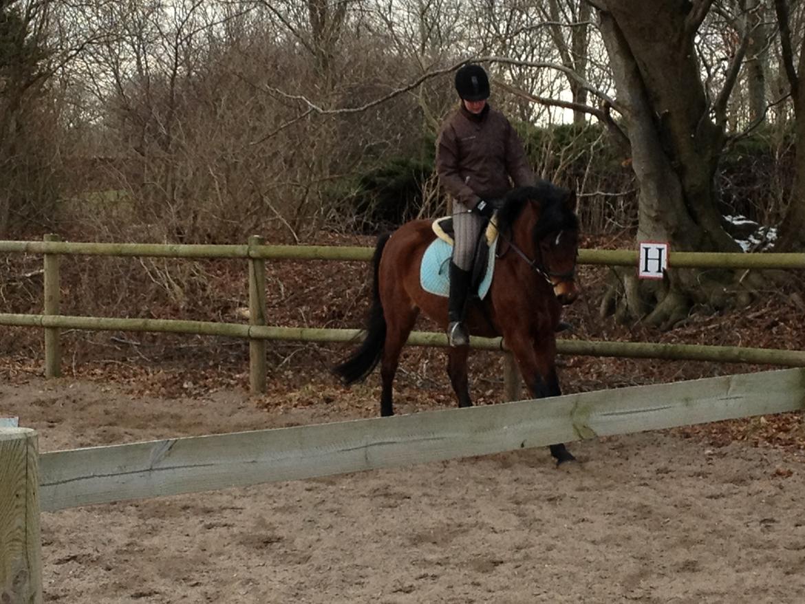 Anden særlig race Dee Dee Birkholm "ponydyret" <3 <3 - stjernehest <3 billede 10