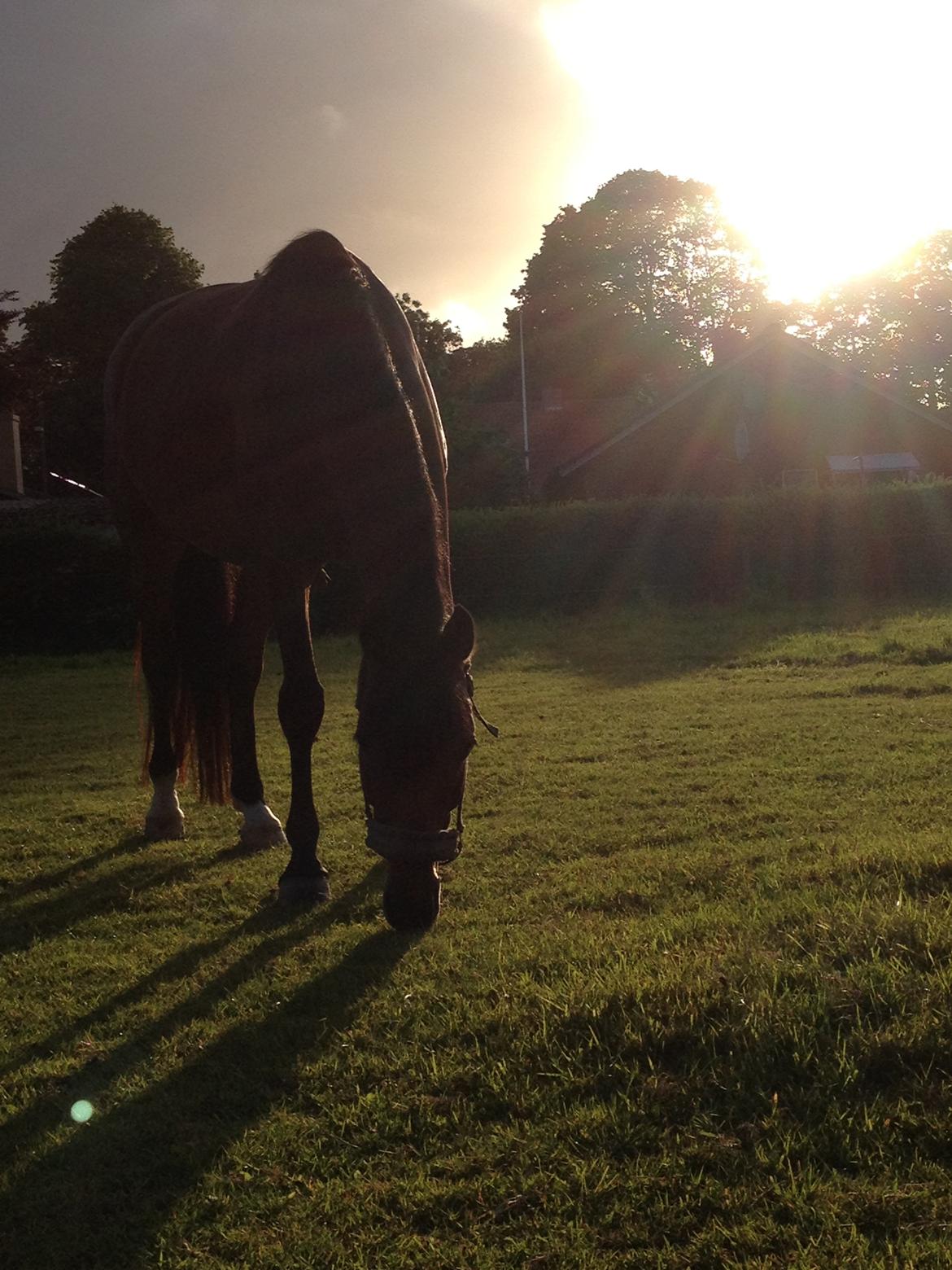 Anden særlig race Dee Dee Birkholm "ponydyret" <3 <3 - sommeren 2013 :-) billede 11