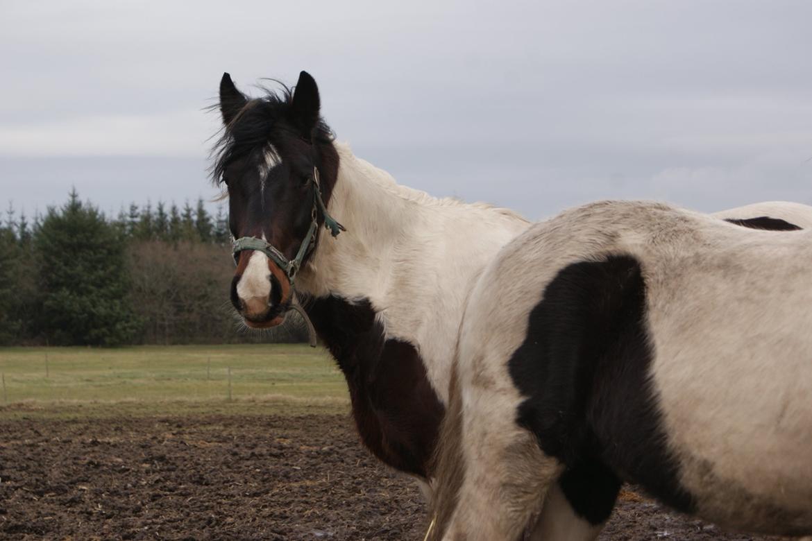 Anden særlig race Thor billede 14