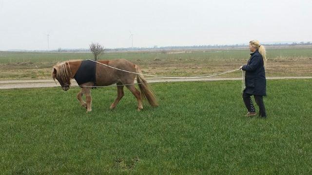 Islænder Fína fra Thorup.<3 - bliver trænet for lange liner  billede 18
