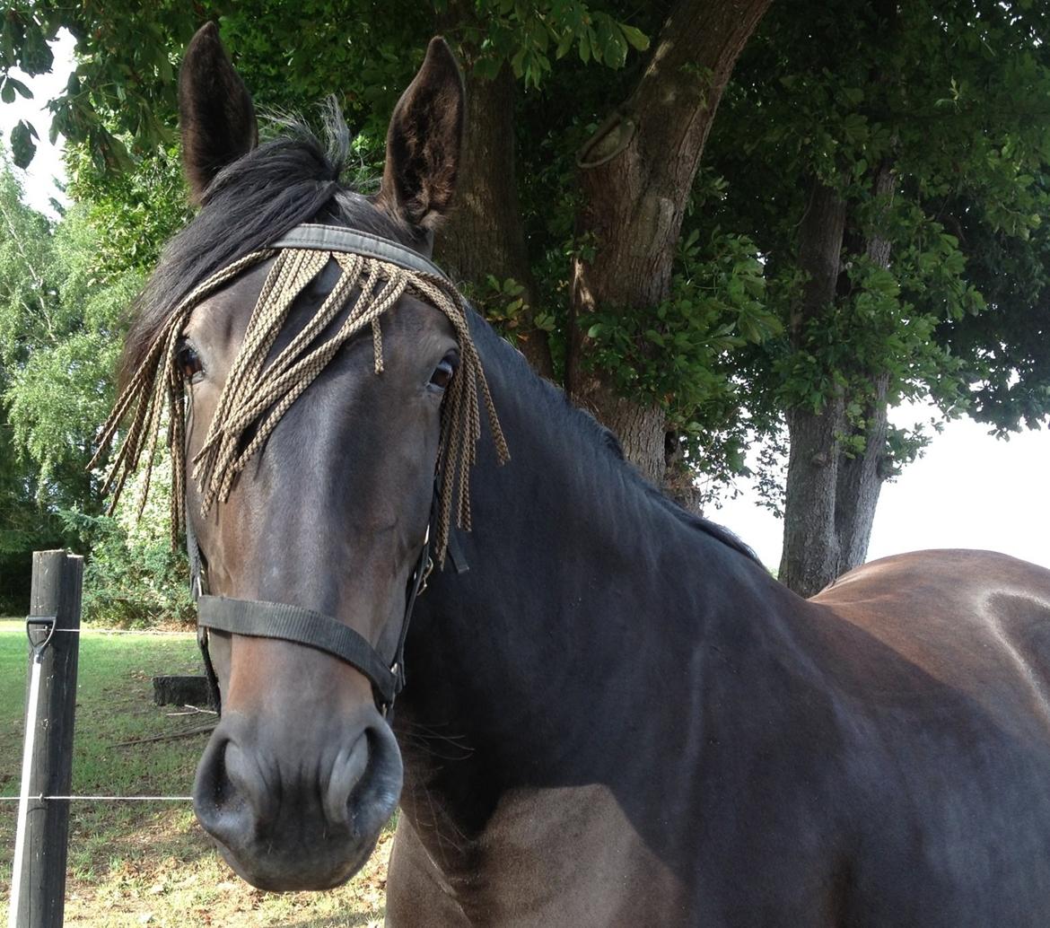 Oldenborg Brina Bennedsgaard billede 4