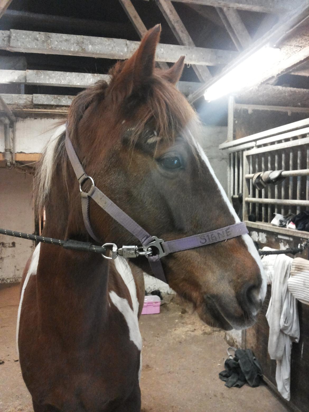 Anden særlig race Rapsine ikke min hest rider kun:'( - "nej jeg vil ikke se dig xD billede 1