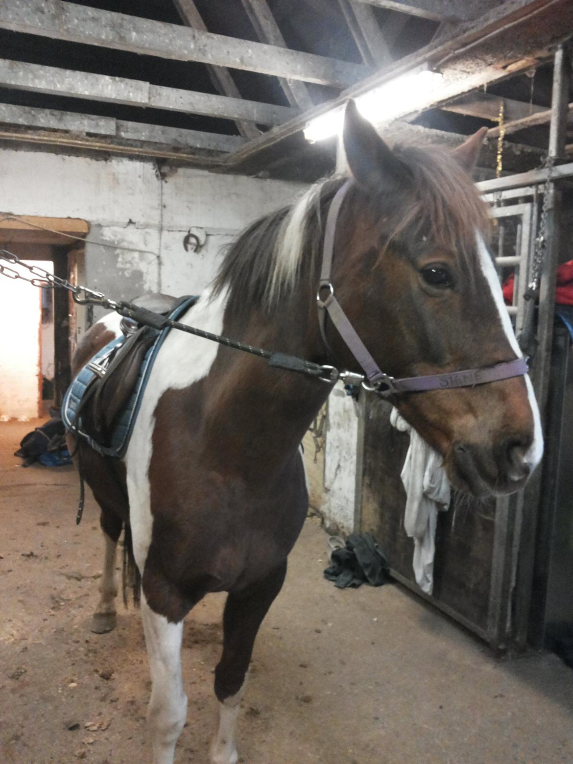 Anden særlig race Rapsine ikke min hest rider kun:'( - så skal der ud at ride billede 4