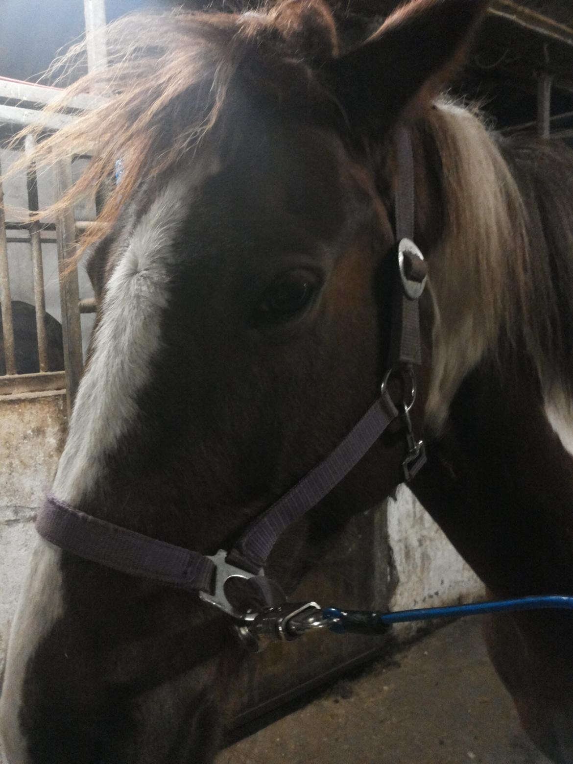 Anden særlig race Rapsine ikke min hest rider kun:'( billede 3