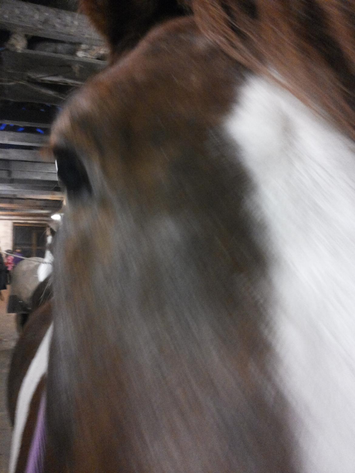 Anden særlig race Rapsine ikke min hest rider kun:'( billede 5