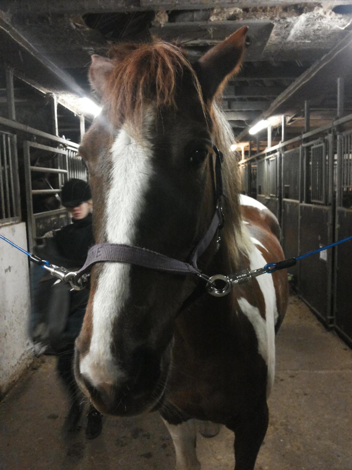 Anden særlig race Rapsine ikke min hest rider kun:'( billede 10