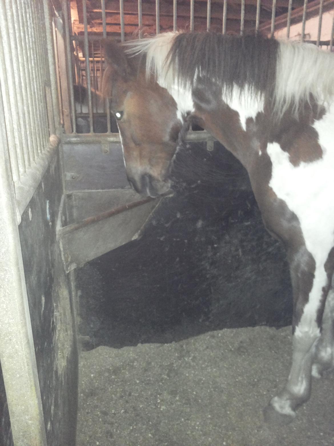 Anden særlig race Rapsine ikke min hest rider kun:'( - mere Godbider! billede 6