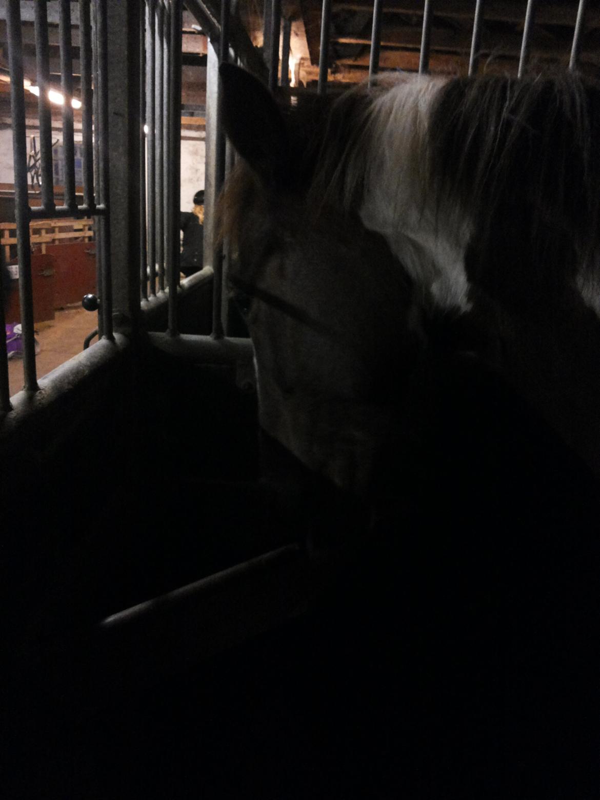 Anden særlig race Rapsine ikke min hest rider kun:'( - Mere, MERE! billede 7