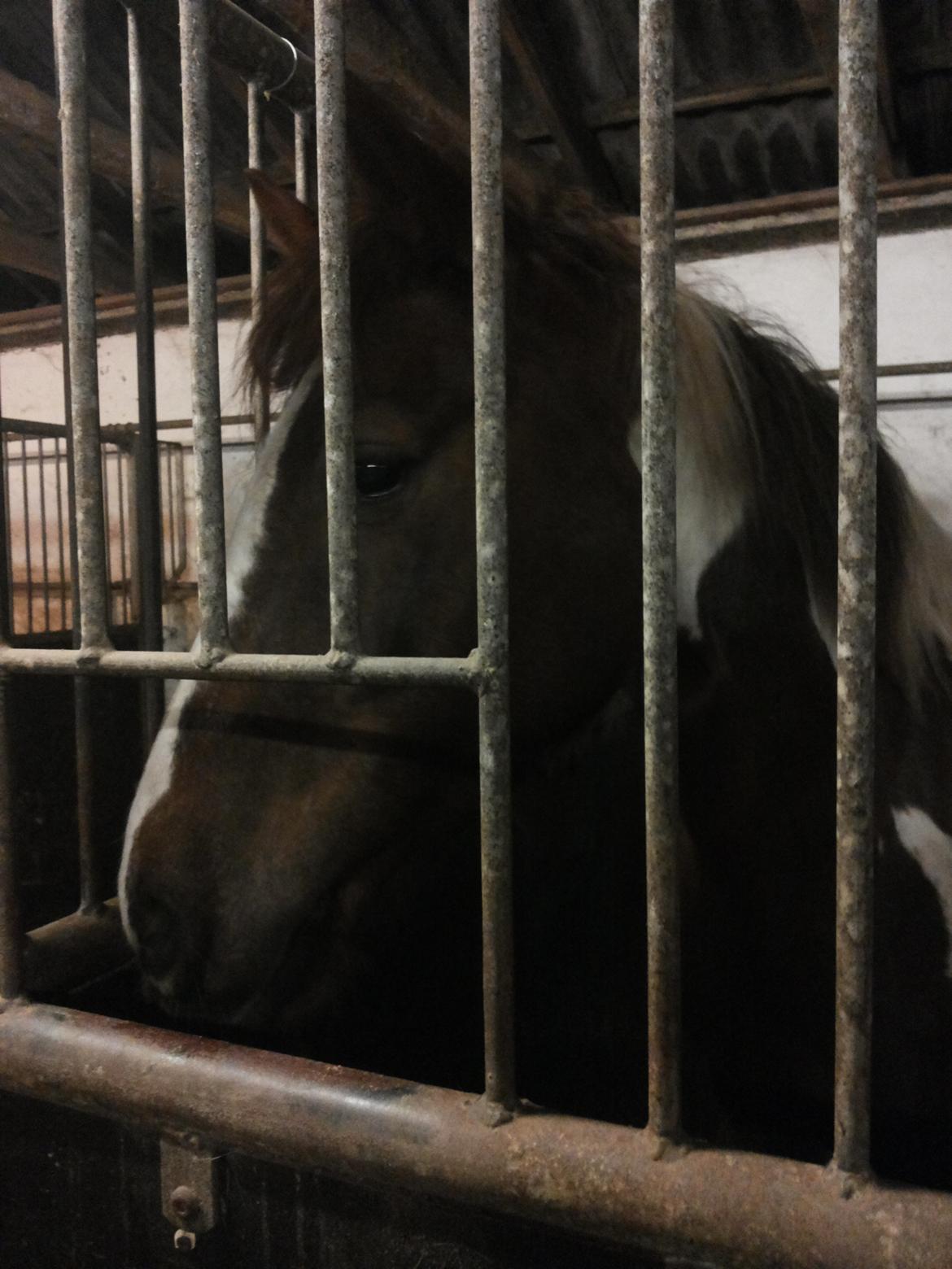 Anden særlig race Rapsine ikke min hest rider kun:'( billede 8