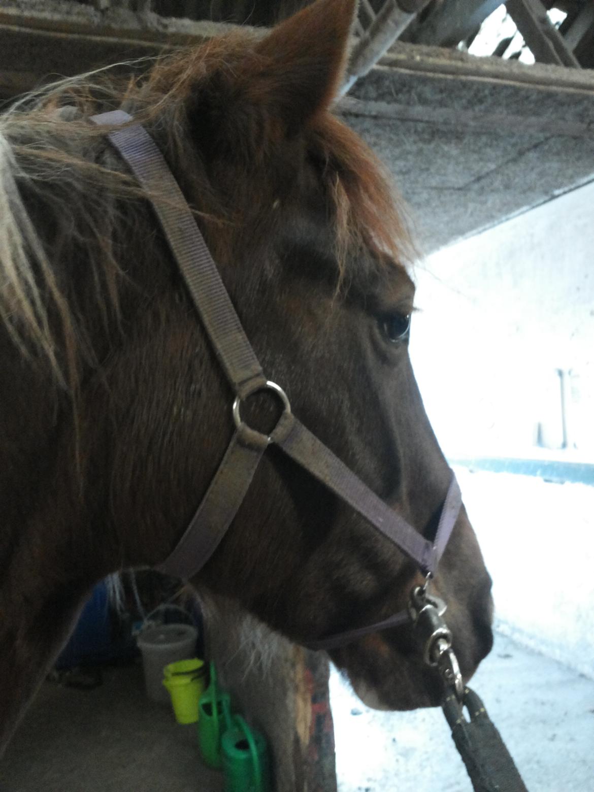 Anden særlig race Rapsine ikke min hest rider kun:'( billede 2