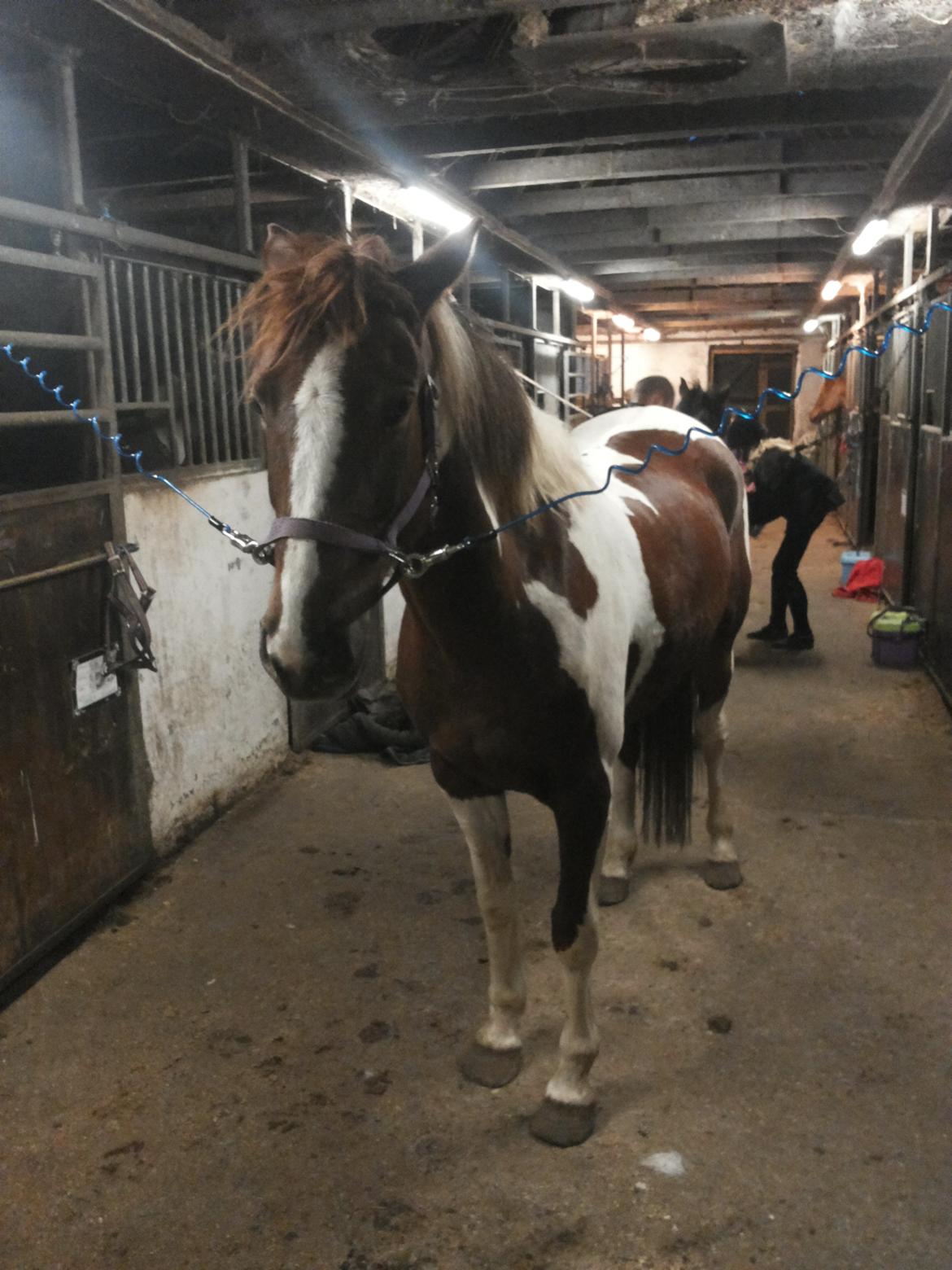 Anden særlig race Rapsine ikke min hest rider kun:'( billede 11