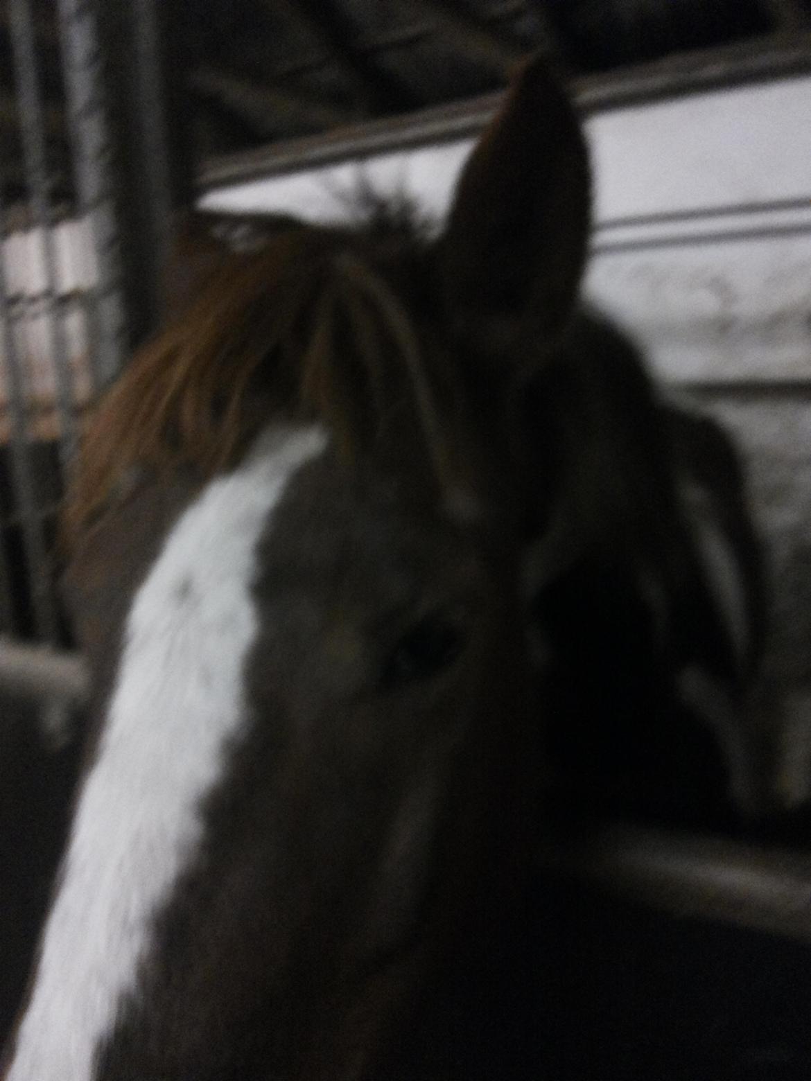 Anden særlig race Rapsine ikke min hest rider kun:'( billede 13