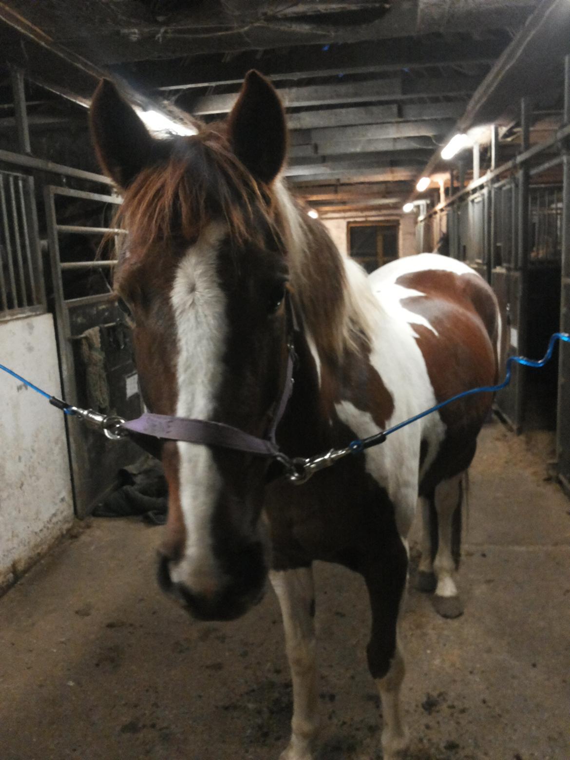 Anden særlig race Rapsine ikke min hest rider kun:'( billede 9