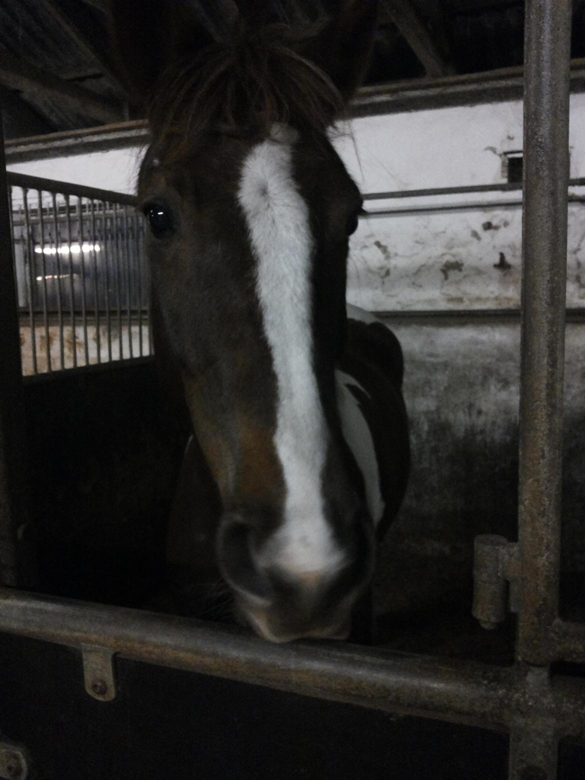 Anden særlig race Rapsine ikke min hest rider kun:'( - ov,så skal der siges hej hej :'( billede 14