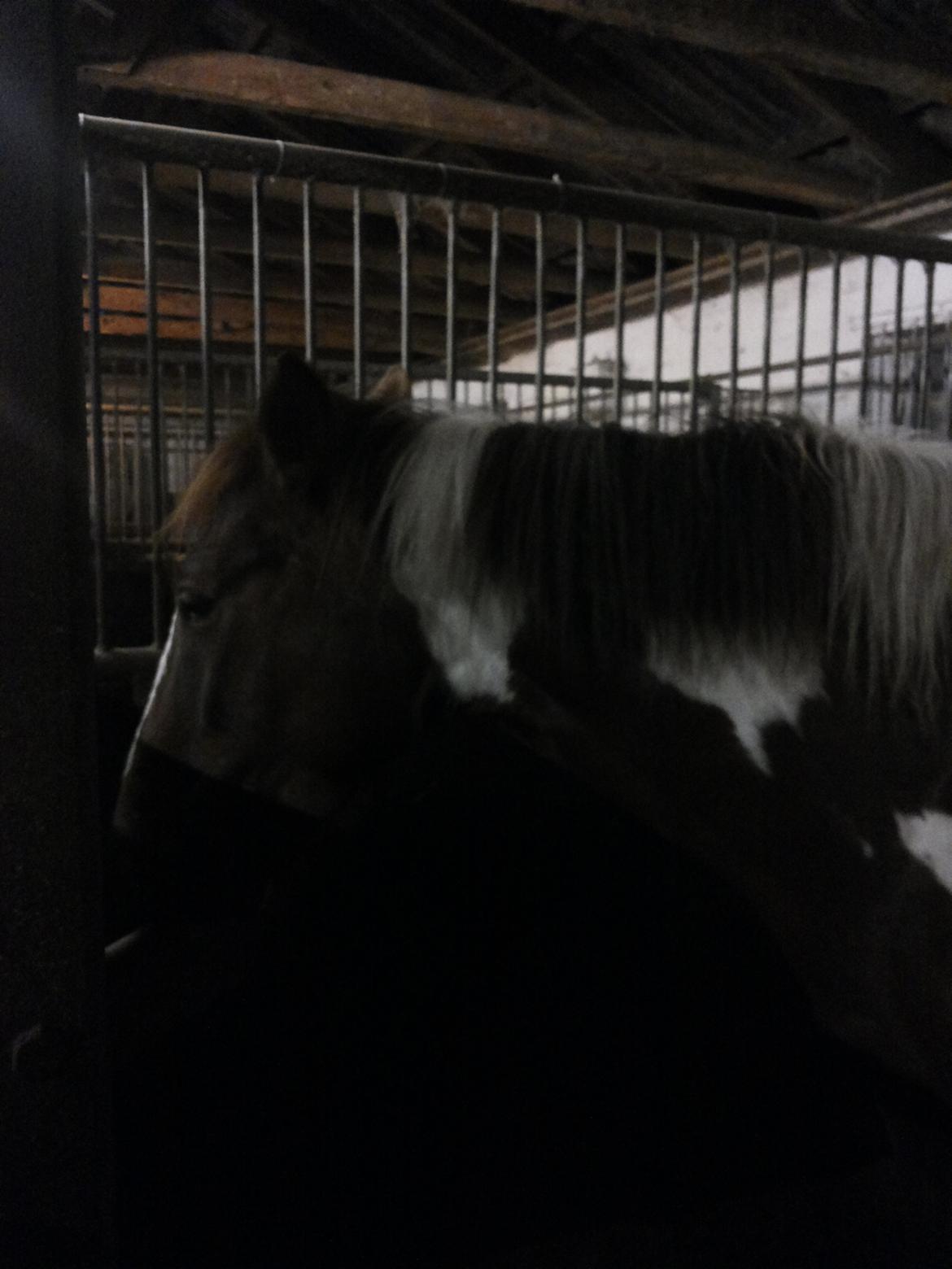 Anden særlig race Rapsine ikke min hest rider kun:'( billede 12