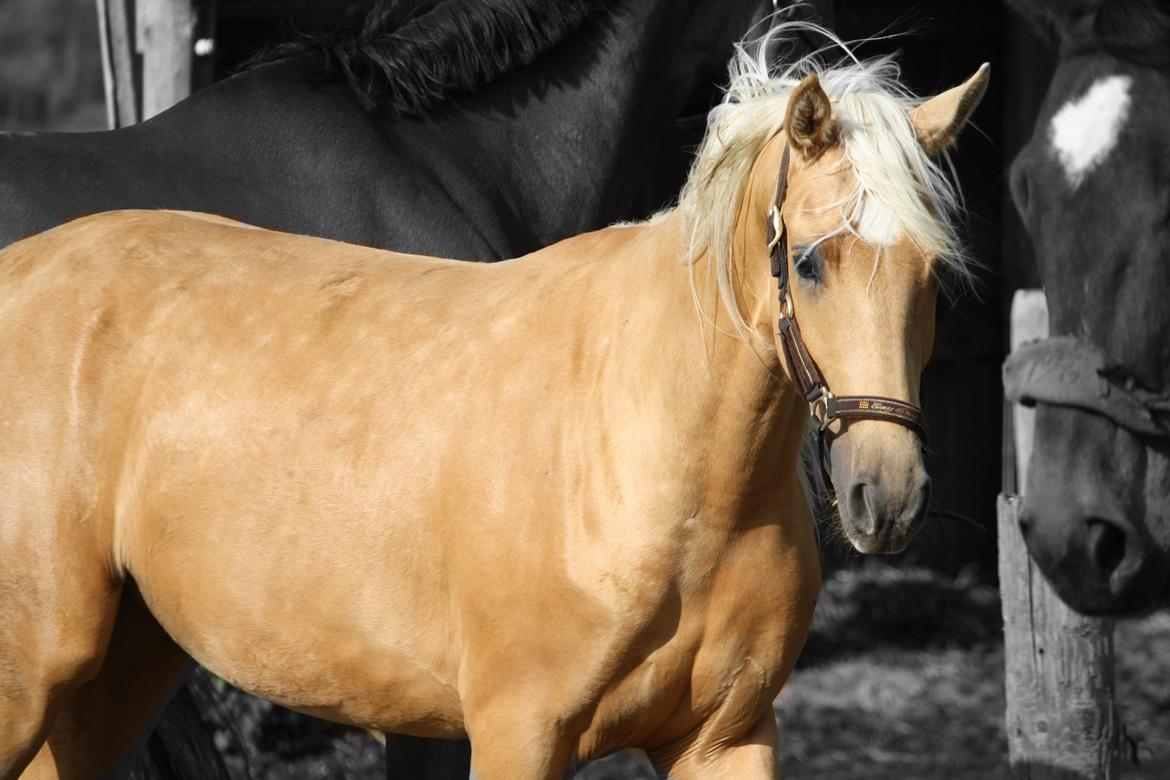 Palomino Hedegaards California Blue billede 34