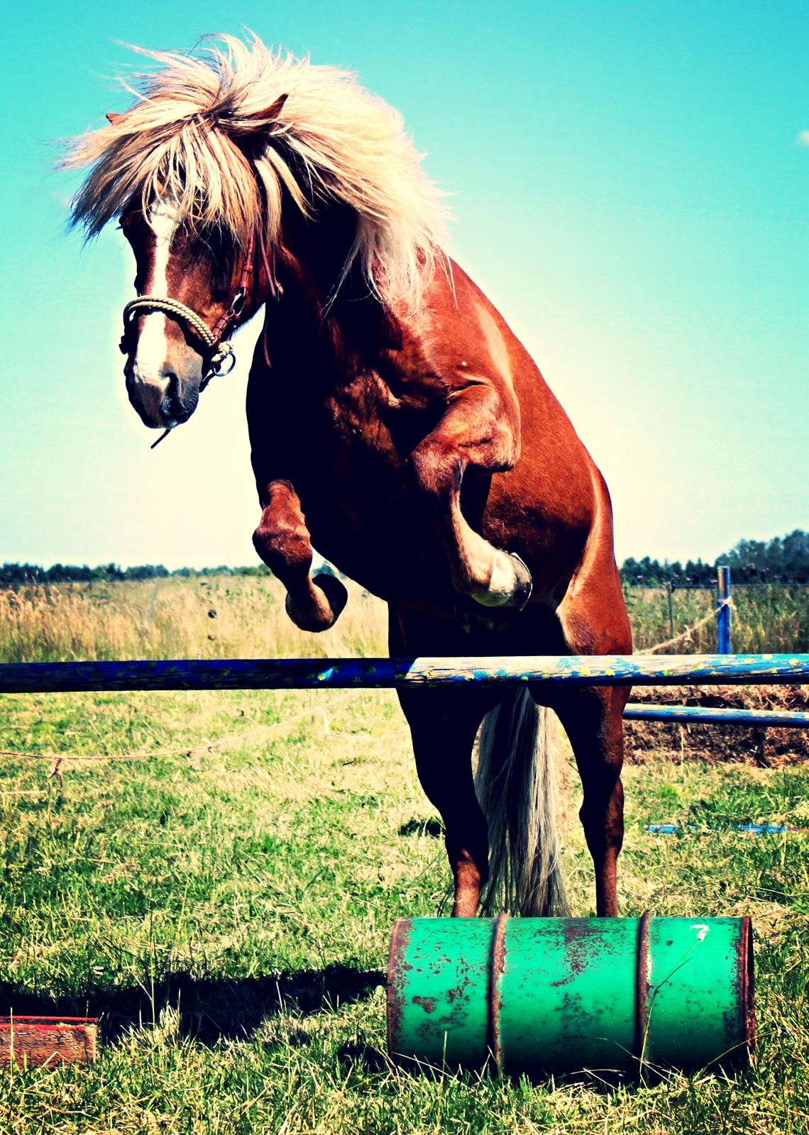 Islænder Trausti fra Nr. Omme - Ja selvom man er ved at være oppe i årene så kan man for det første saaagtens være lækker, men også sagtens springe lidt løsspring! billede 11