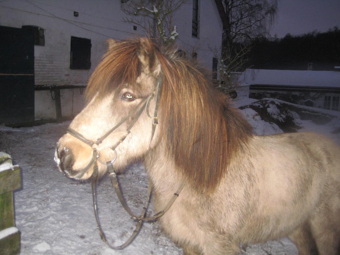 Islænder Blettur fra Tjenergården billede 7