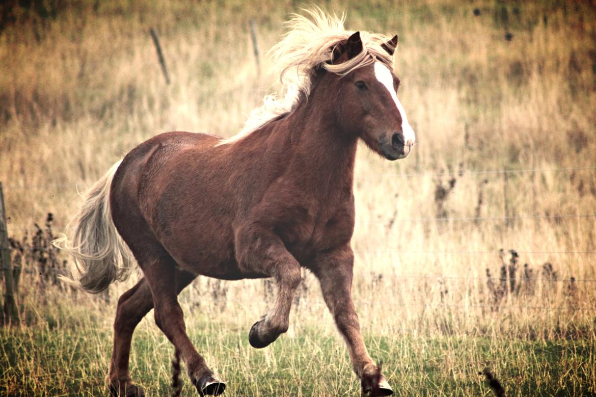 Islænder Trausti fra Nr. Omme - Et billed jeg fik af Trausti en morgen hvor jeg kom ud på folden, de skulle lukkes ud på den store græsmark, og han var bare så glad, da han elsker den mark, til tider kan han stå bare og kigge over hegnet ud på den, men jaaa.. græsset er faktisk grønnere billede 15