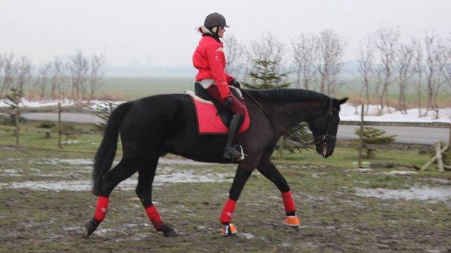 Anden særlig race Harald Baldur R.I.P billede 20