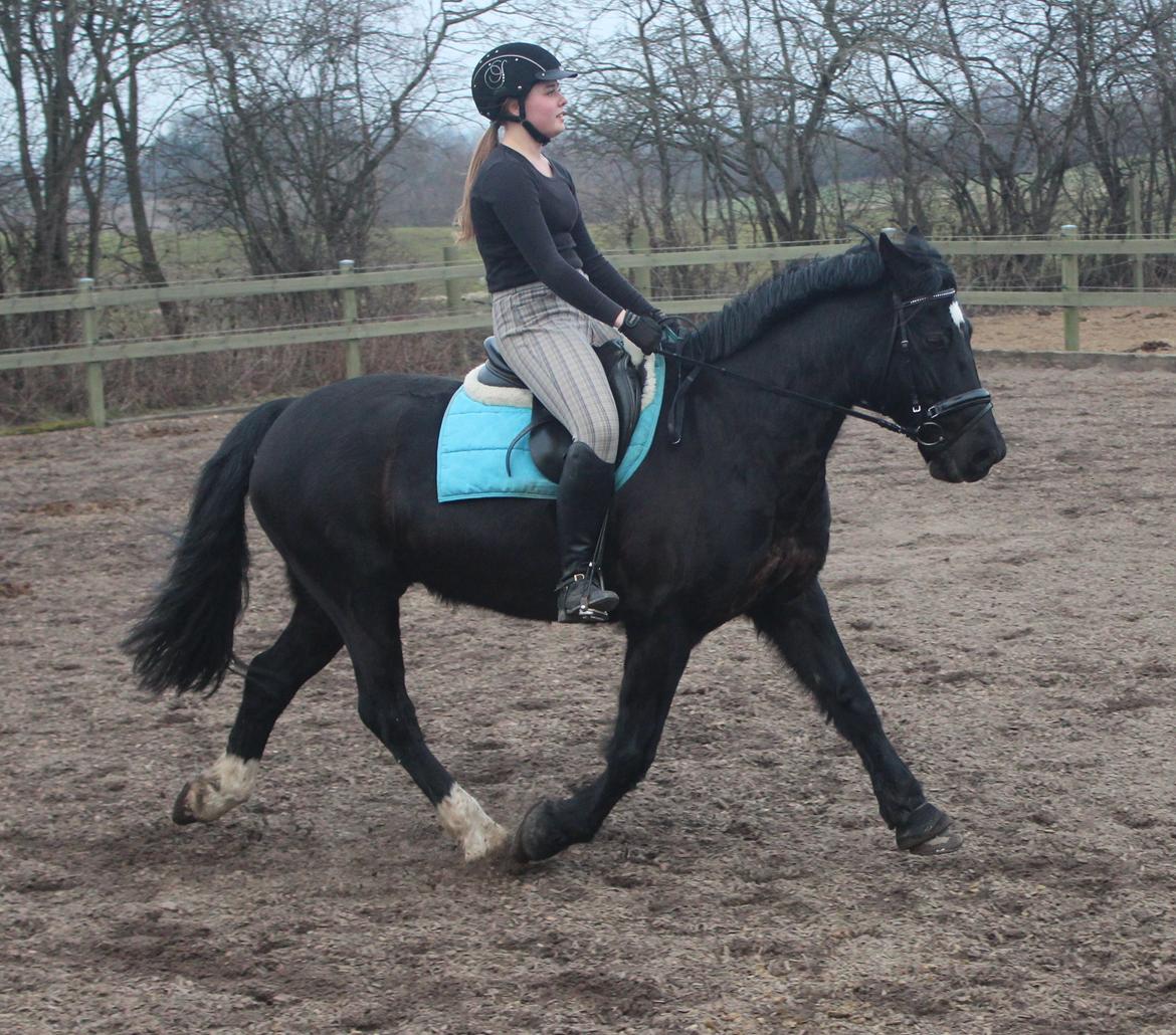 Welsh Cob (sec D) Dynamite Bogart billede 9