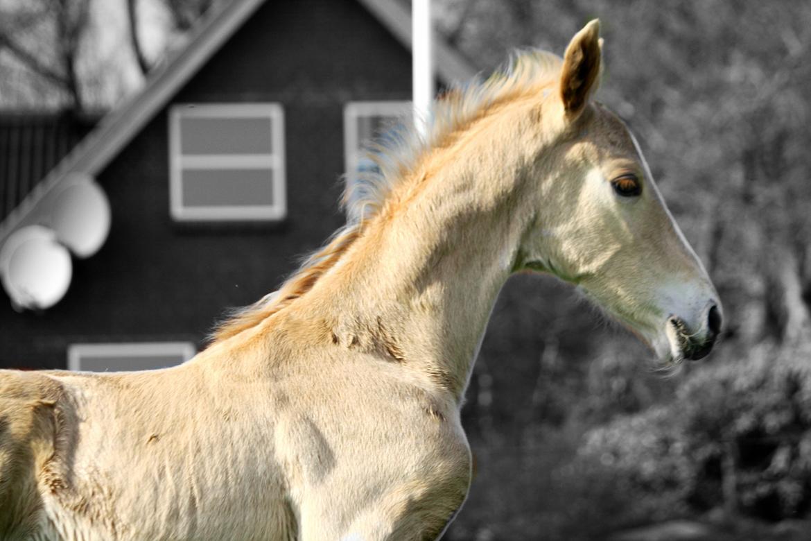 Palomino Hedegaards Colmar Blue billede 15