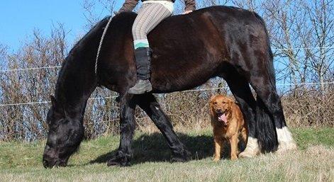 Welsh Cob (sec D) Dynamite Bogart - Hyggebillede af B i cordeo og min gamle hun Zaki på tur ♥ billede 16