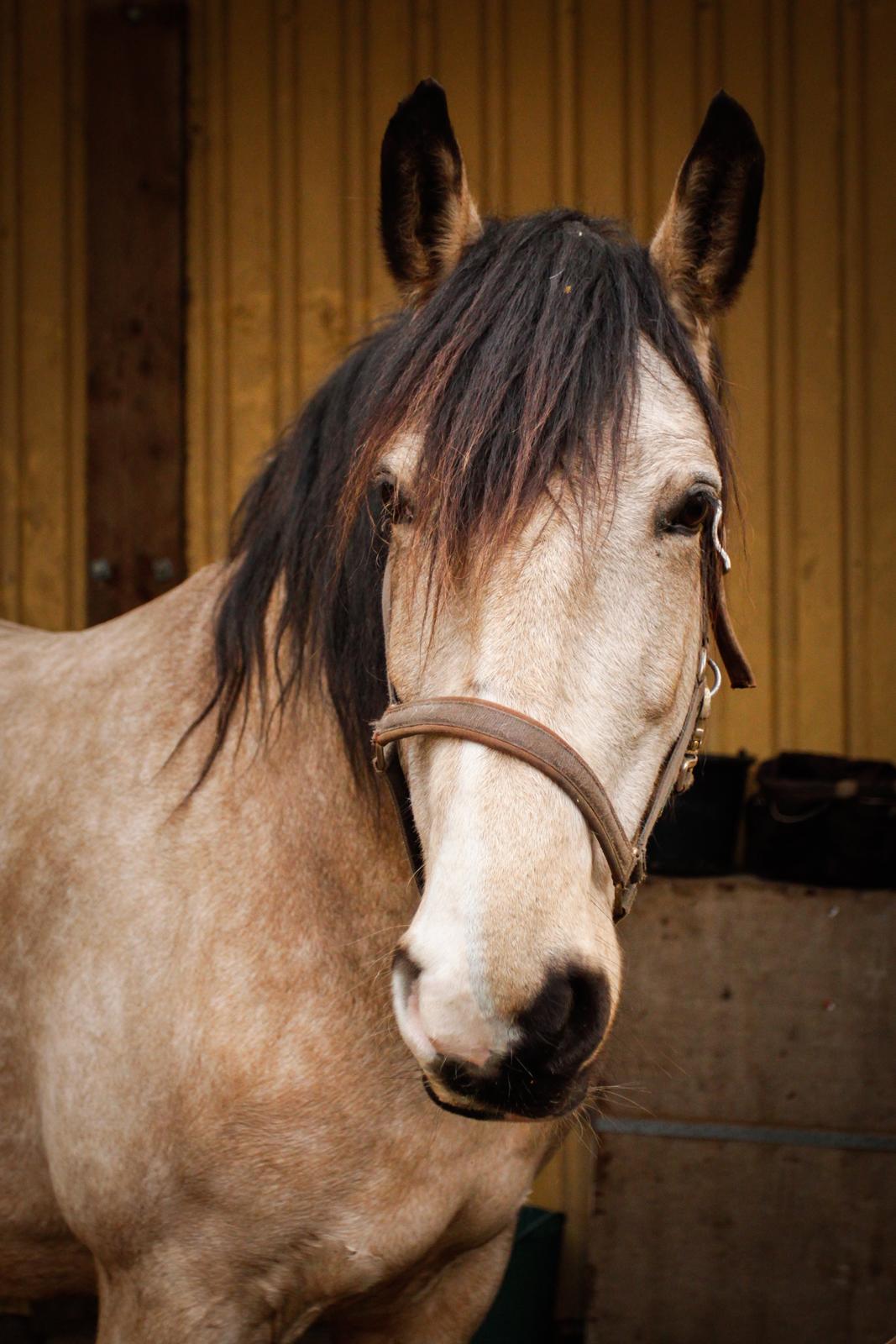Frederiksborg Safran Lundsgård aka. Dulle billede 12