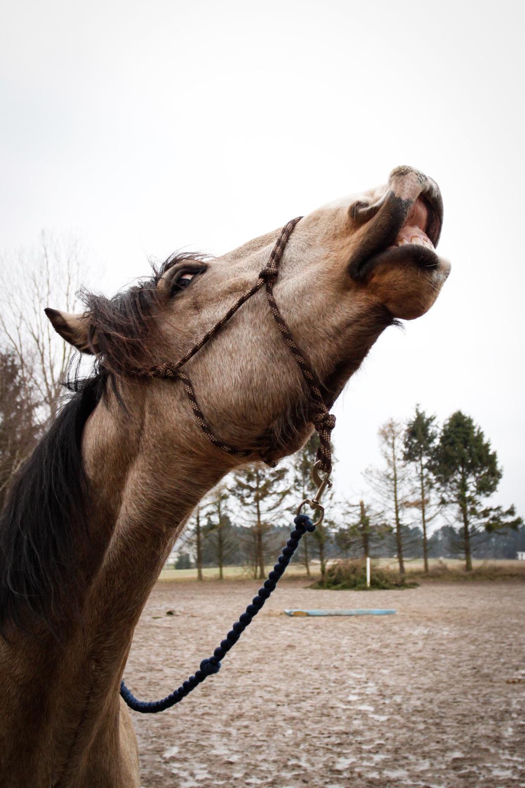 Frederiksborg Safran Lundsgård aka. Dulle - Smiiil! billede 13