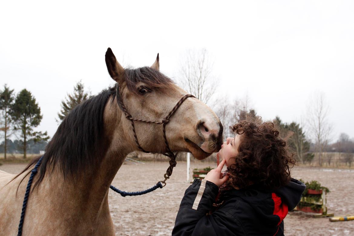 Frederiksborg Safran Lundsgård aka. Dulle - Møs møs billede 10