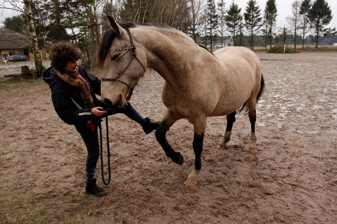 Frederiksborg Safran Lundsgård aka. Dulle - Hæhæ .. semi-seje spanske skridt :D billede 17