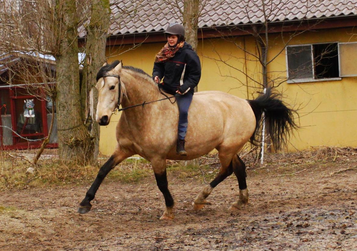 Frederiksborg Safran Lundsgård aka. Dulle - Galopanspring i fuld firsspring - hun er blevet så dygtig! billede 16
