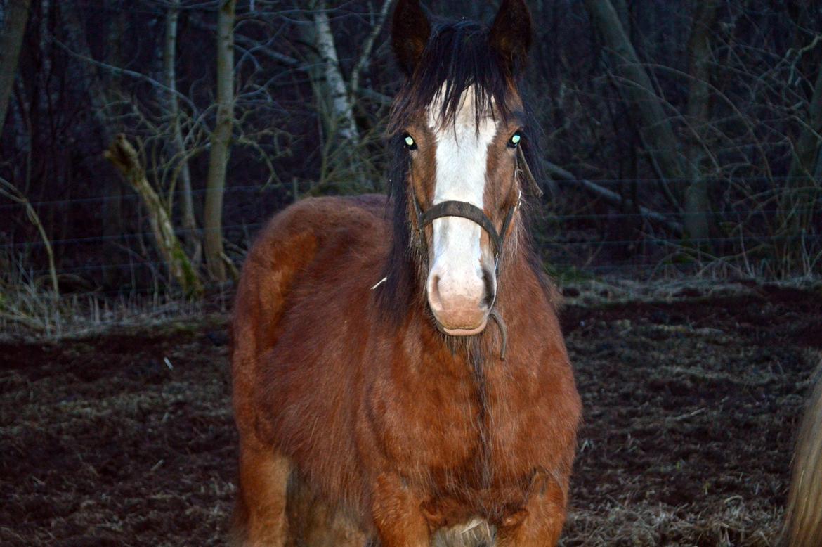 Irish Cob Zooey  billede 19