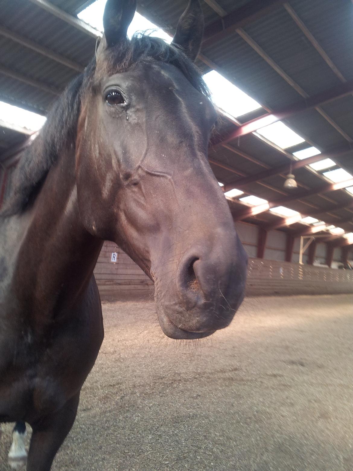 Anden særlig race Esmaralda billede 9