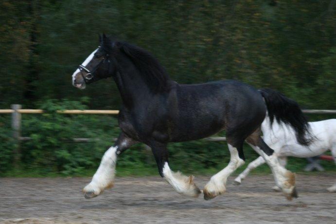 Shire Bjerggårdens Kadisha billede 32