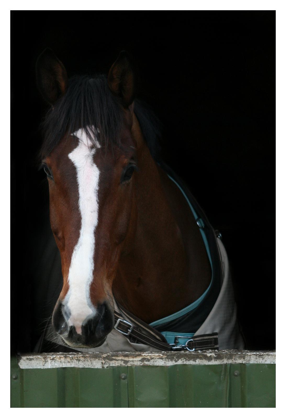 Dansk Varmblod Bøgegårdens "aladin" - Airwick i sin boks :) Februar 2014 Foto: Janie Sparrow billede 1