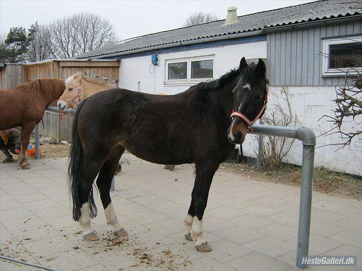 Hollandsk Sportspony Mistery Girl <3  R.I.P billede 3