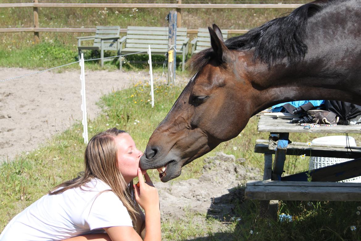 Hollandsk Sportspony Mistery Girl <3  R.I.P billede 6