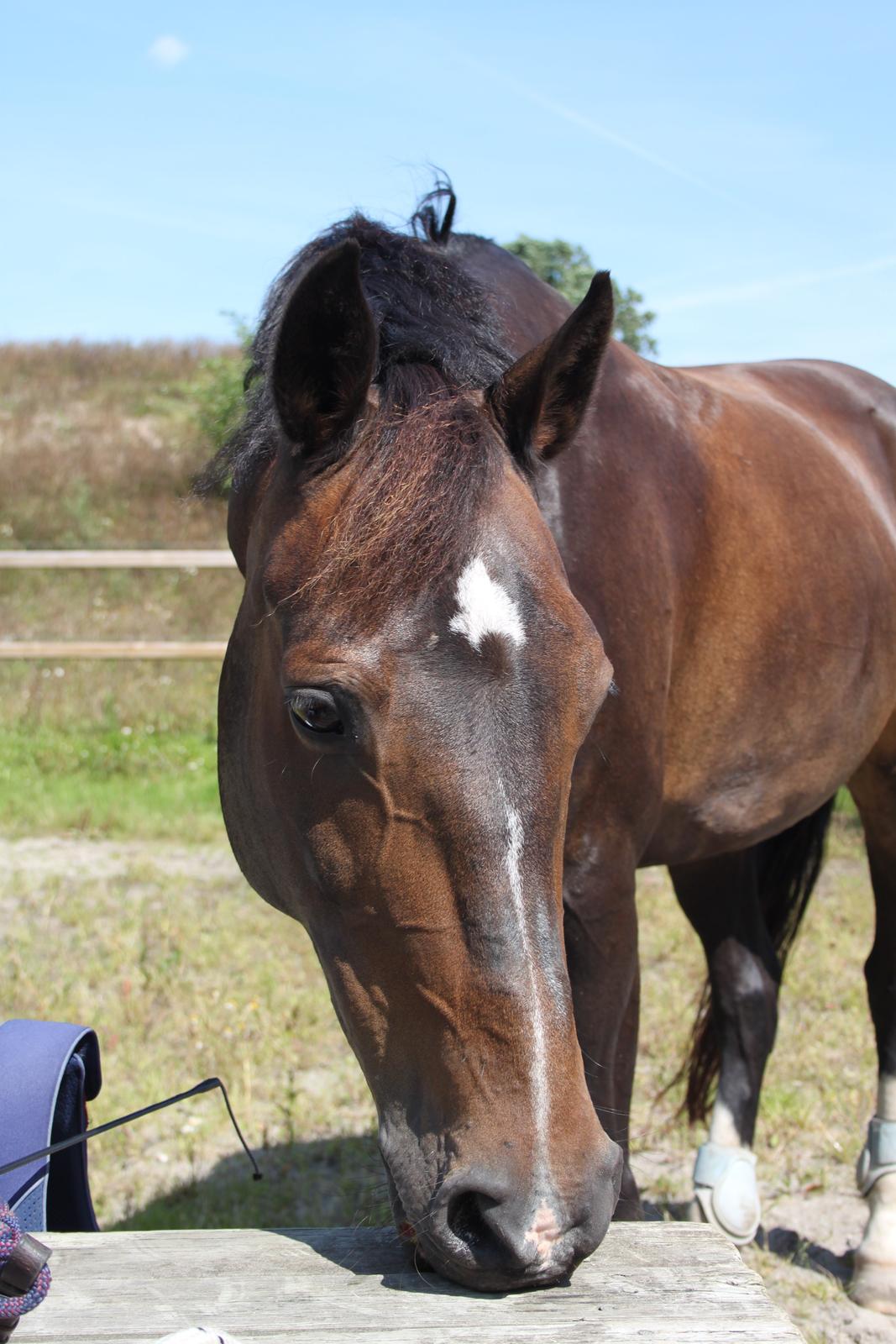 Hollandsk Sportspony Mistery Girl <3  R.I.P billede 7