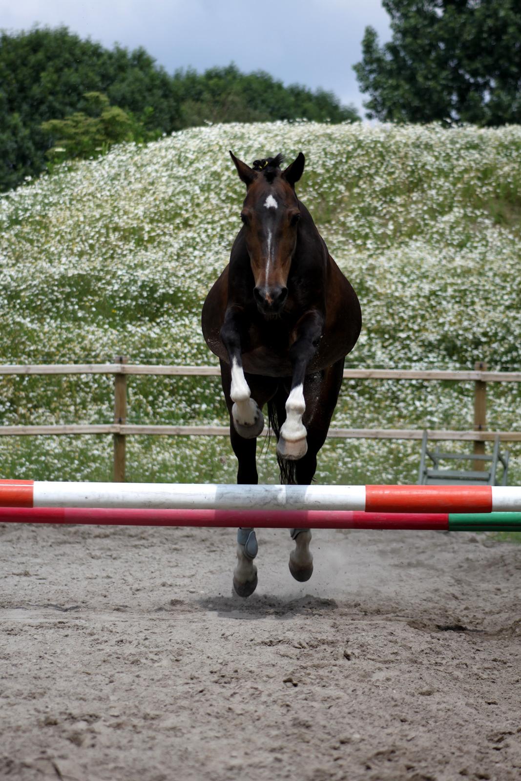 Hollandsk Sportspony Mistery Girl <3  R.I.P billede 8