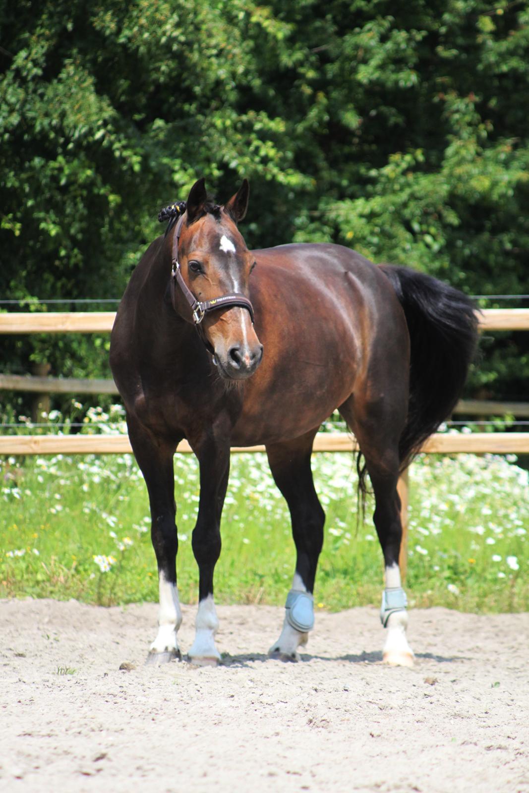 Hollandsk Sportspony Mistery Girl <3  R.I.P billede 9