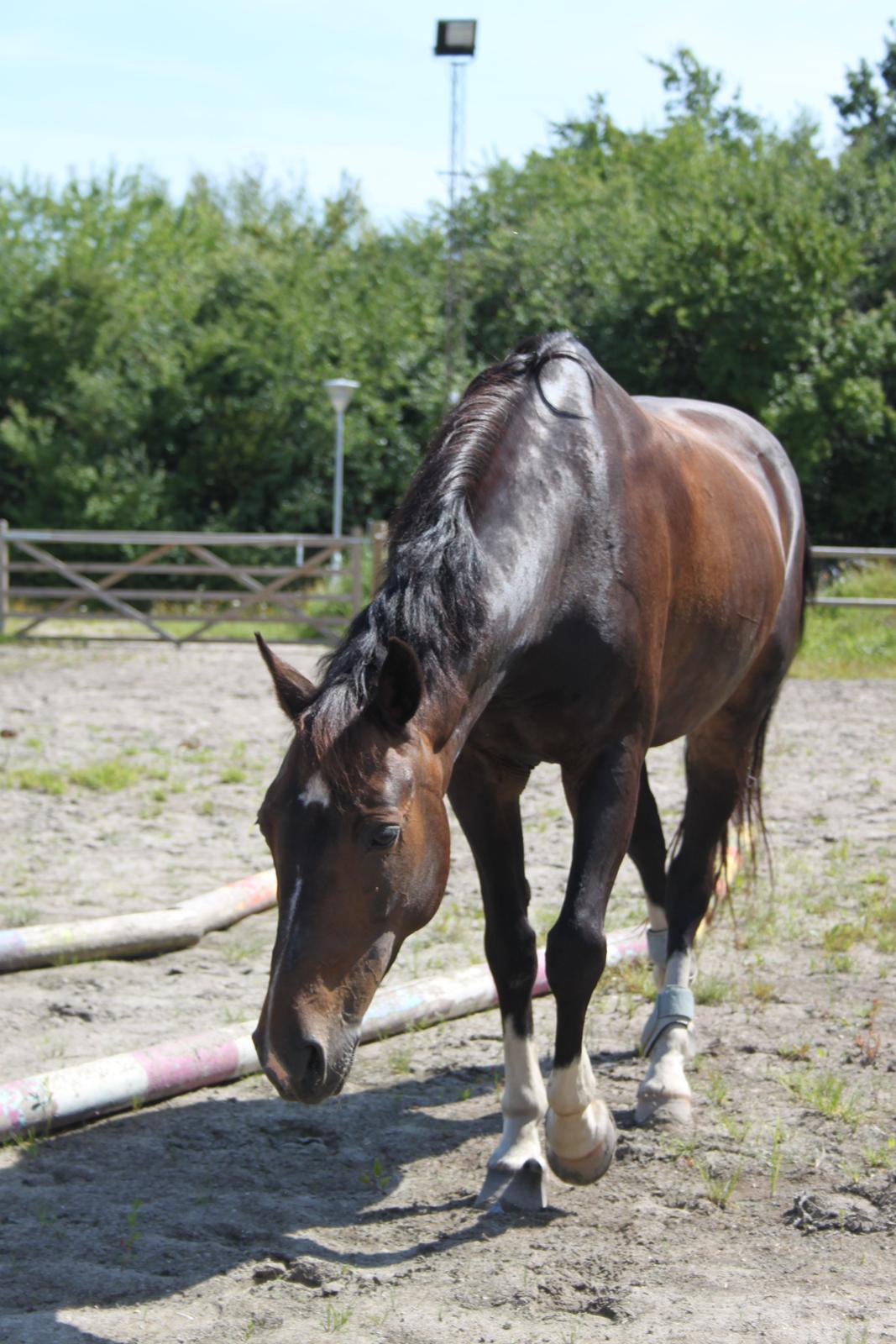 Hollandsk Sportspony Mistery Girl <3  R.I.P billede 11