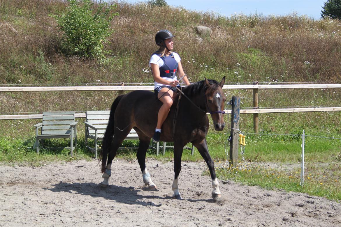 Hollandsk Sportspony Mistery Girl <3  R.I.P billede 12