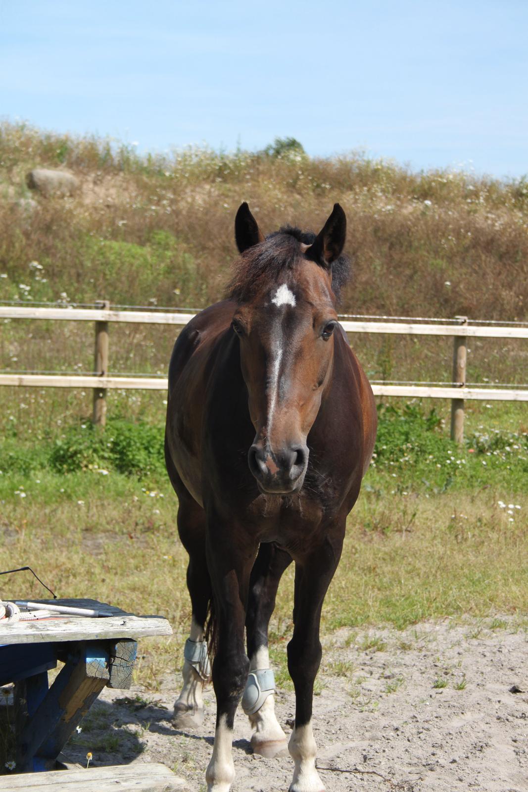 Hollandsk Sportspony Mistery Girl <3  R.I.P billede 13