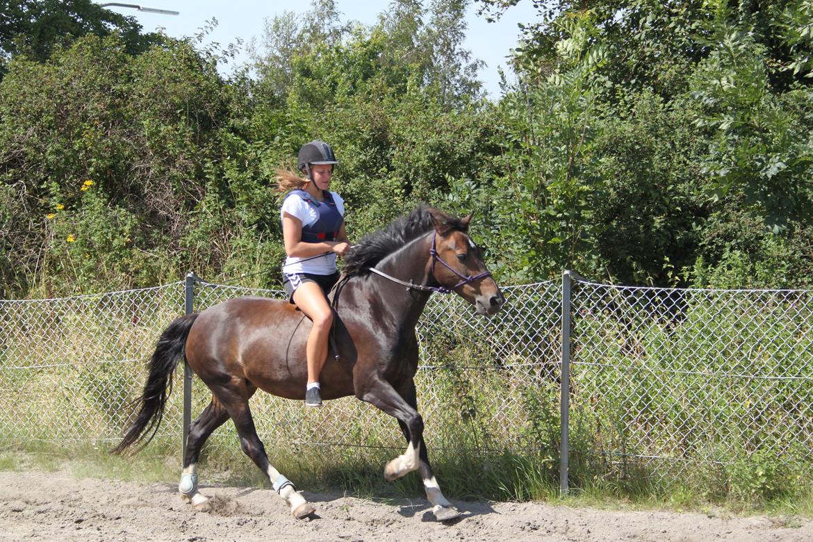 Hollandsk Sportspony Mistery Girl <3  R.I.P billede 10