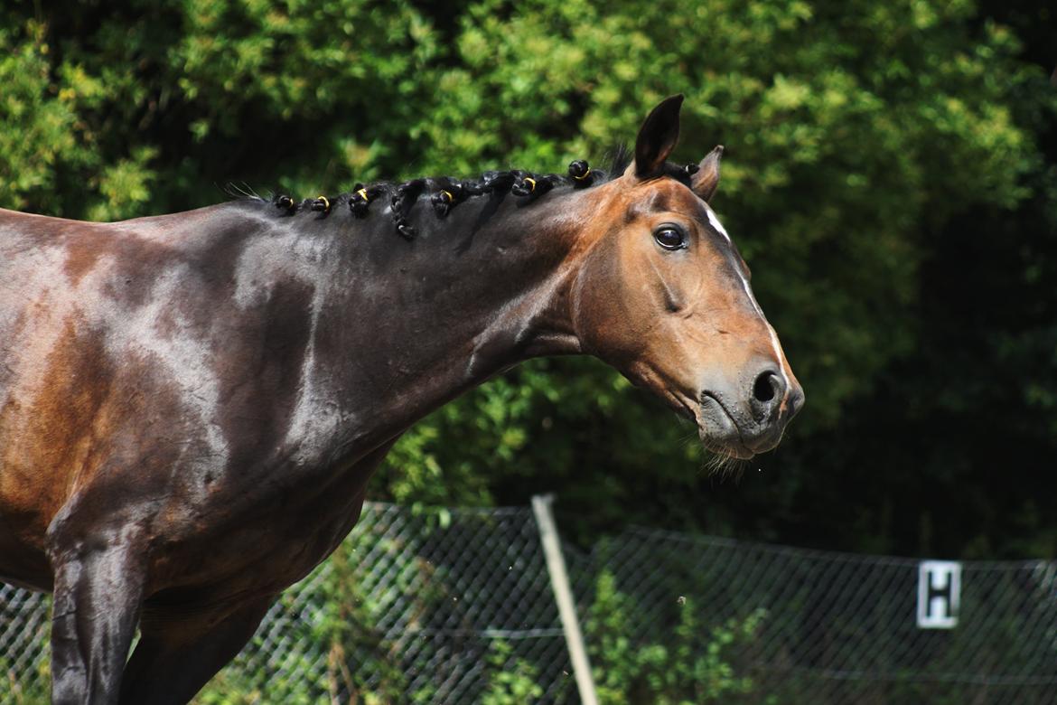 Hollandsk Sportspony Mistery Girl <3  R.I.P billede 14