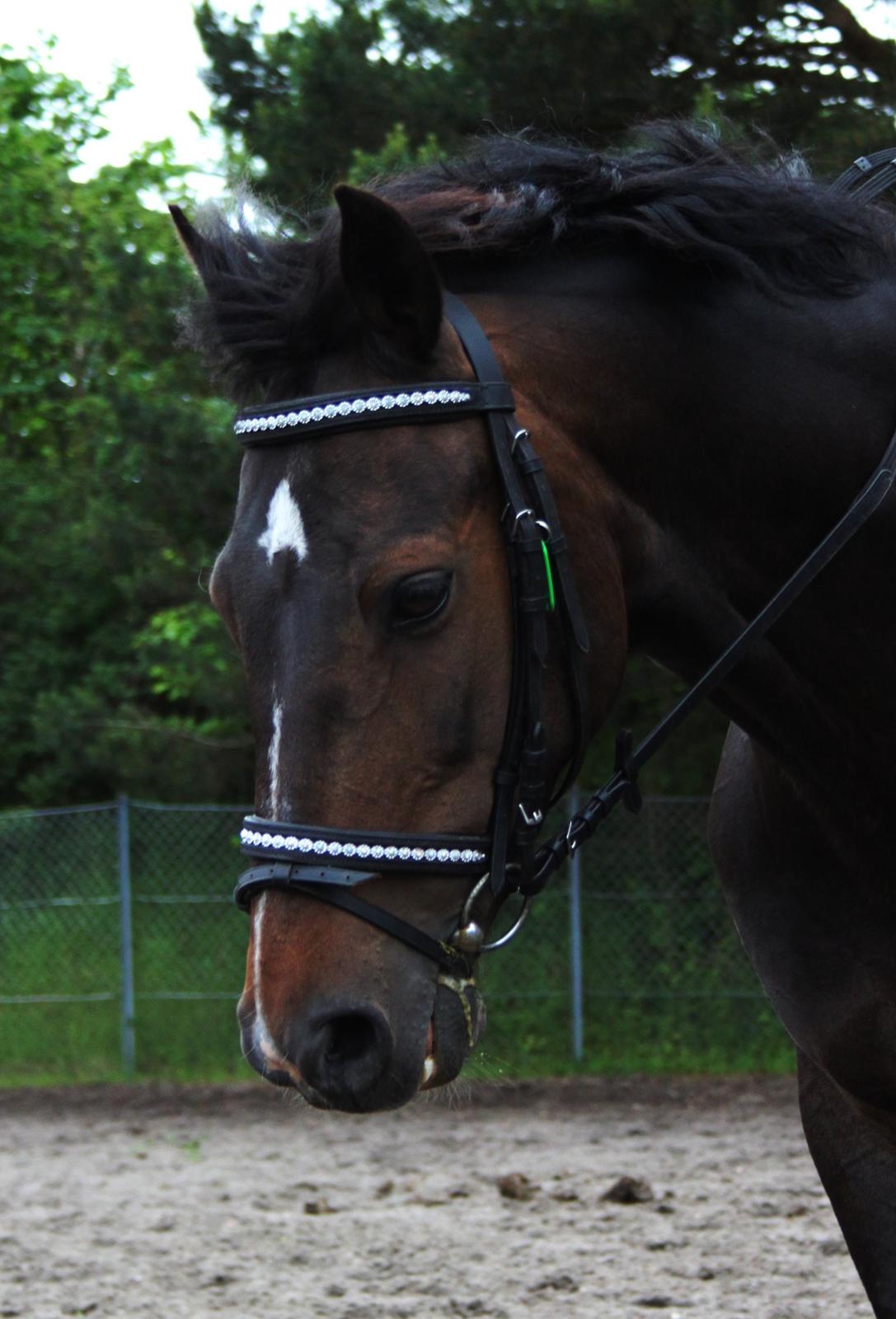 Hollandsk Sportspony Mistery Girl <3  R.I.P billede 15