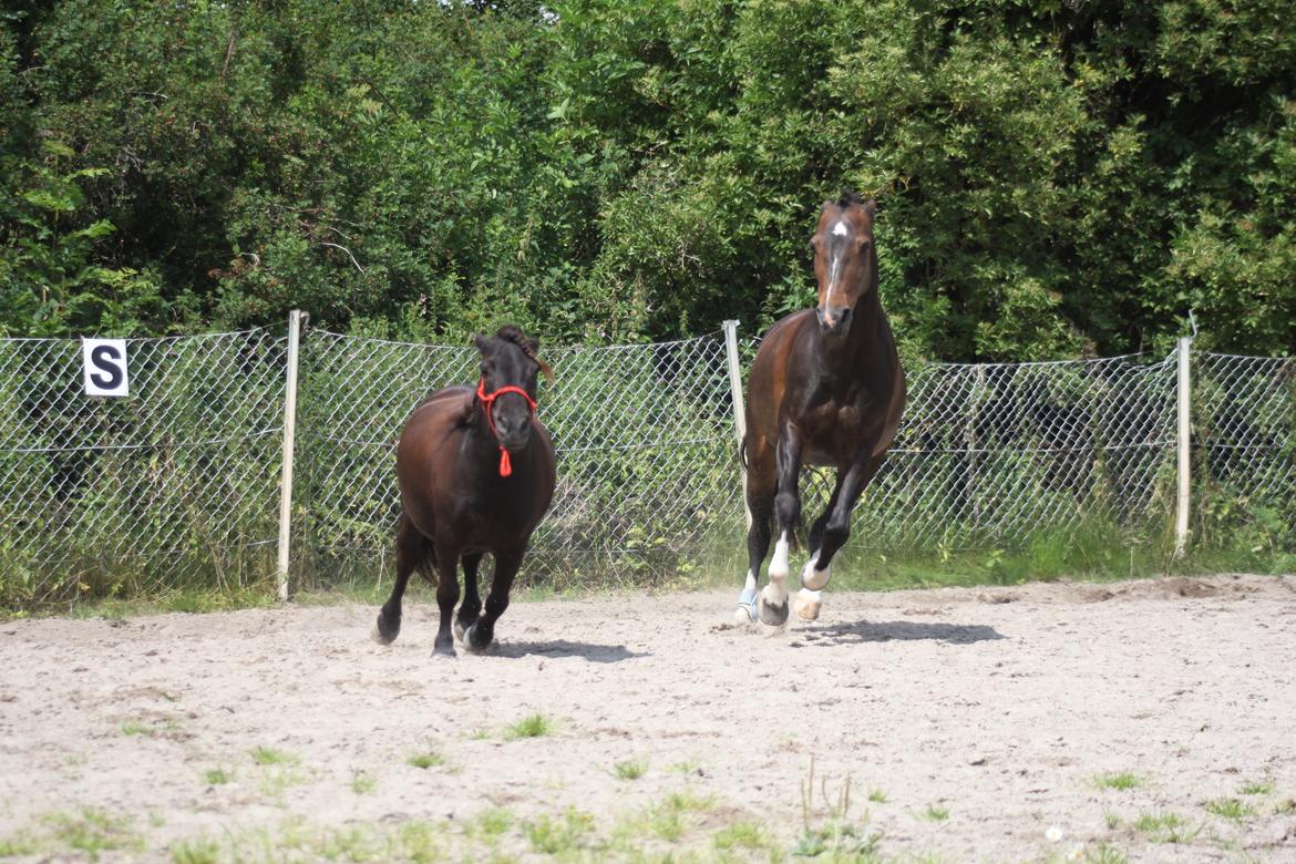 Hollandsk Sportspony Mistery Girl <3  R.I.P billede 18