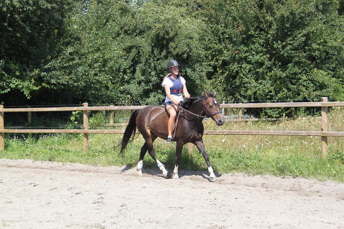 Hollandsk Sportspony Mistery Girl <3  R.I.P billede 17