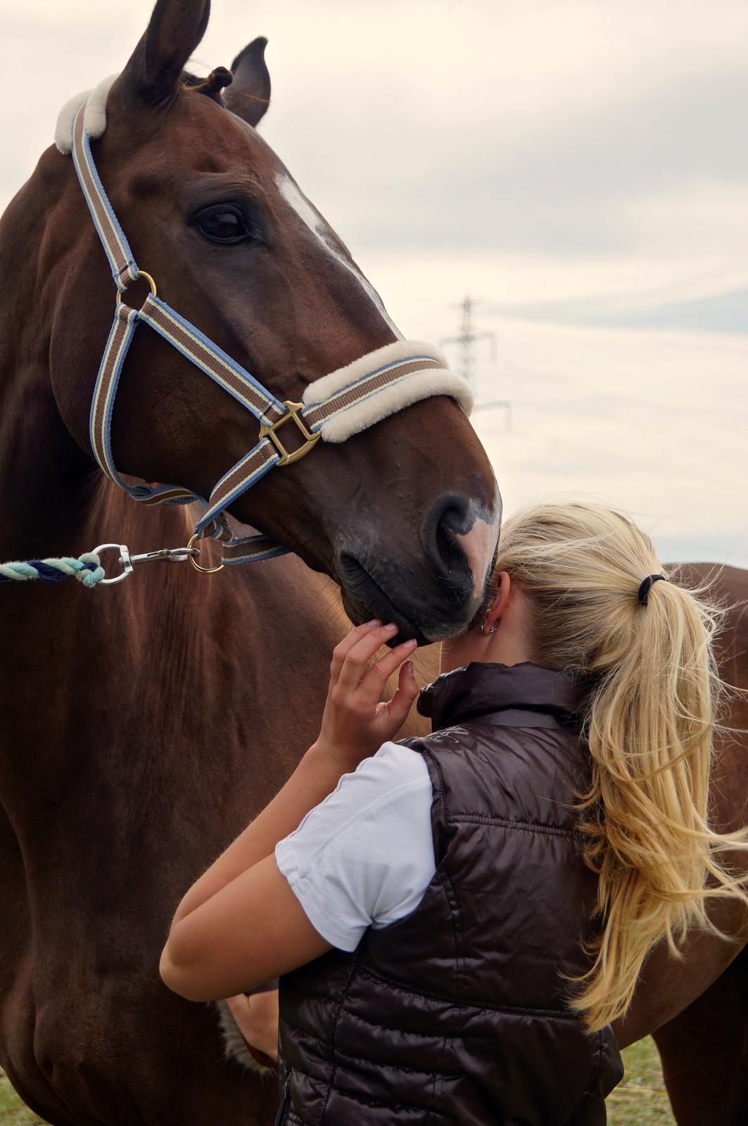 Dansk Varmblod MK´s Oscar billede 1